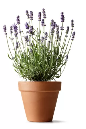 Image of Lavender Hidcote 20 Garden Ready Plants