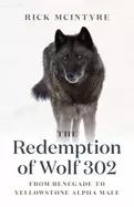 Image of redemption of wolf 302 from renegade to yellowstone alpha male