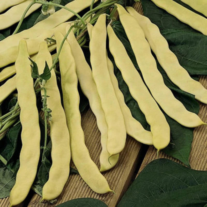 Image of Thompson & Morgan Climbing Bean Goldfield 1 Seed Packet (30 Seeds)