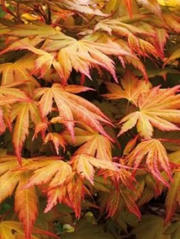 image of Acer Palmatum Orange Dream 3L