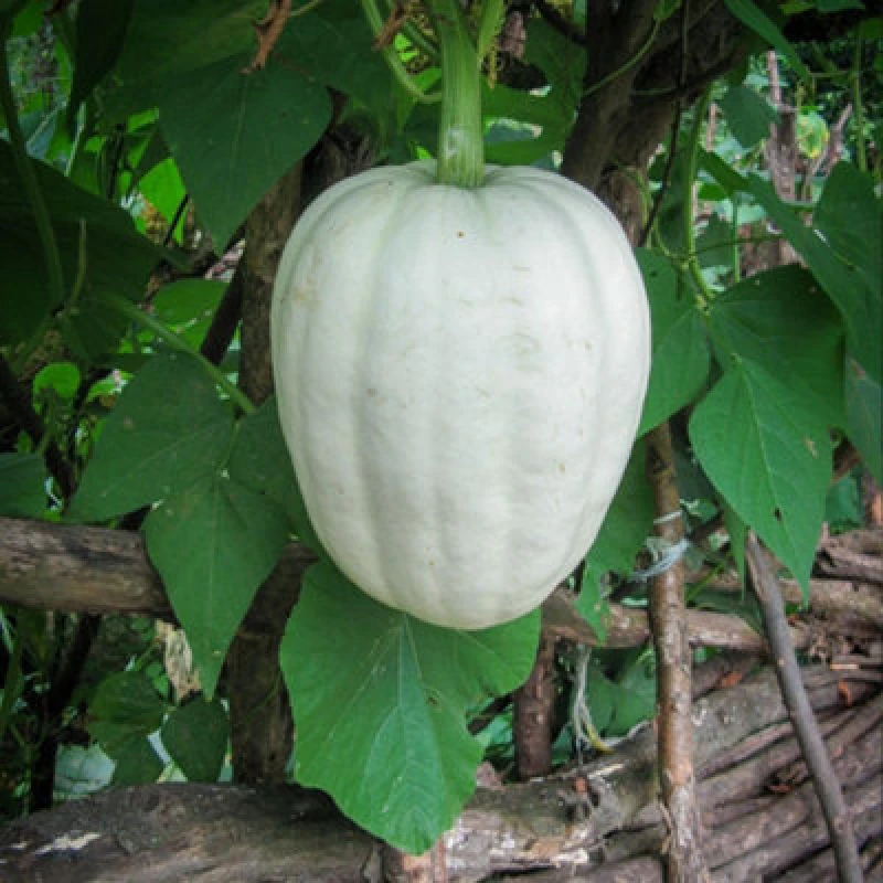 Image of Thompson & Morgan Squash Buffy Ball F1 Winter Hybrid Prolific Small Sweet Vegetable Seeds For UK Gardens. 12 Seeds.