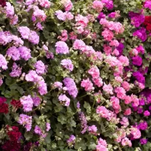 image of YouGarden Rosebud Geranium Collection