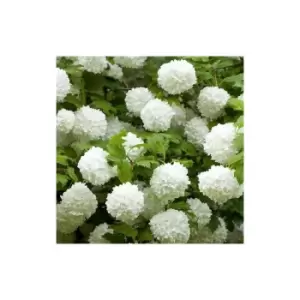 image of Viburnum 'Eskimo' c3 90cm standard