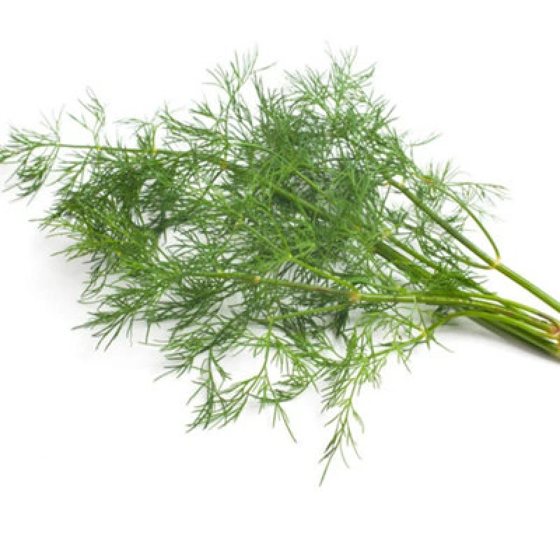 Image of Thompson & Morgan Herb Dill Bouquet 1 Seed Packet