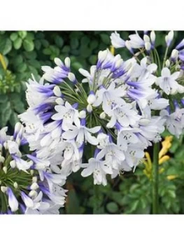 Image of Set Of 3 Agapanthus 'Twister'