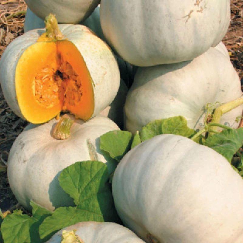 Image of Thompson & Morgan Grey Ghost F1 Pumpkin Seeds - Sweet Smooth Prolific Vining Plant For Roasting Soups Carving - 1 Packet (4 Seeds)