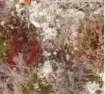 Image of Fursaxa - Mycorrhizae Realm (Music CD)