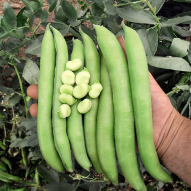 Image of Thompson & Morgan Broad Bean Luz De Otono 1 Seed Packet