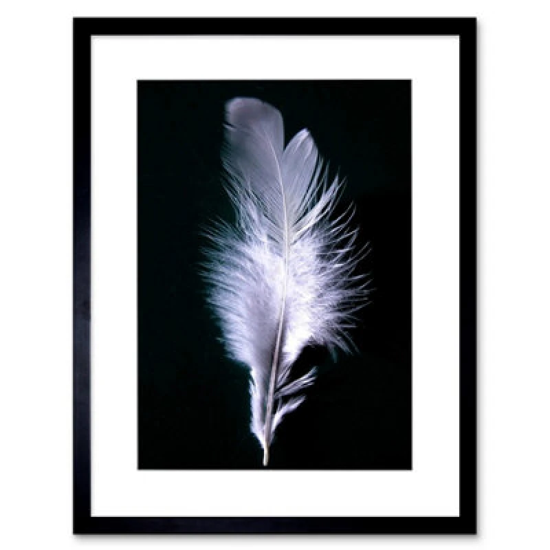 Image of Artery8 Black White Photo Bird Feather Home Decor 12X16" Framed Wall Art Print