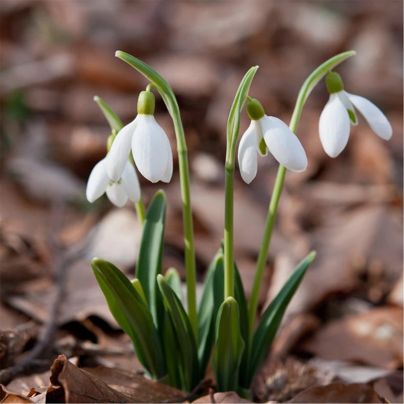 Image of YouGarden Snowdrops In the Green (75 bulbs mixed singles Multi unisex 75 Bulbs