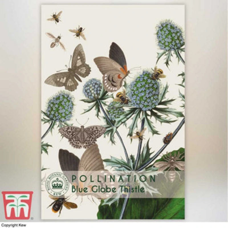 Image of Thompson & Morgan Blue Globe Thistle Promo New Kew Range 1 Packet (20 Seeds)