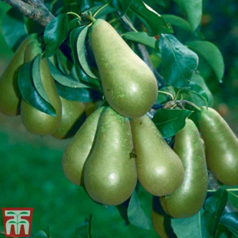Image of Thompson & Morgan Pear (Pyrus) Mini Tree Conference 9Cm Pot X 1