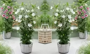 Image of Hibiscus Flower Tower White Potted Plants, One