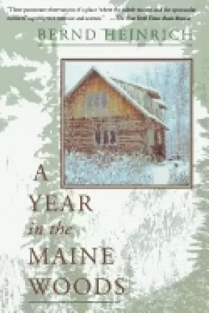 Image of year in the maine woods