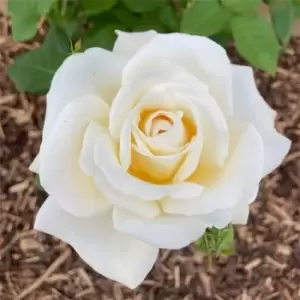 Image of YouGarden Rose Mary Berry 3L potted - Brown