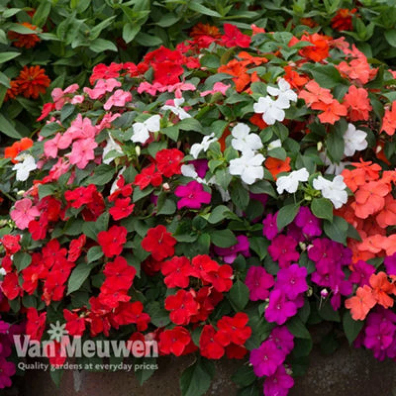 Image of Thompson & Morgan Busy Lizzie Impatiens Beacon Mixed 12 Plug Plants