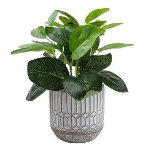 Image of Evergreen Leaves in Cement Pot Grey 22cm