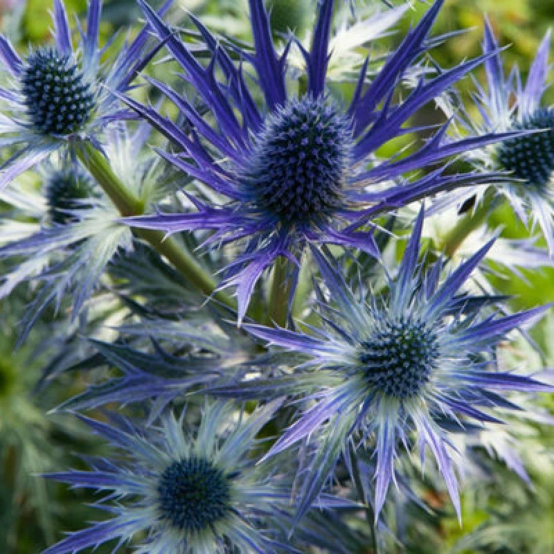 Image of Thompson & Morgan Eryngium X Zabelii Big Blue 9Cm Potted Plant X 3