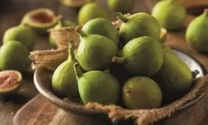 Image of Green Fig Ficus Carica Potted Plants, Two Plants