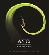 Image of ants a visual guide