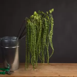 Image of Green Amaranthus