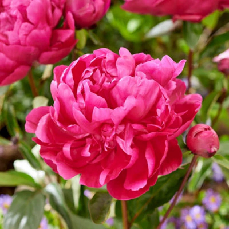 Image of You Garden Peony Red Sarah Bernhardt - 1 Bare Root One Colour WFHUY Unisex