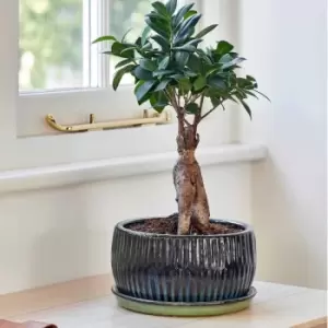 Image of Ivyline Emerald Round Reactive Glaze Bonsai Planter Set Of 2