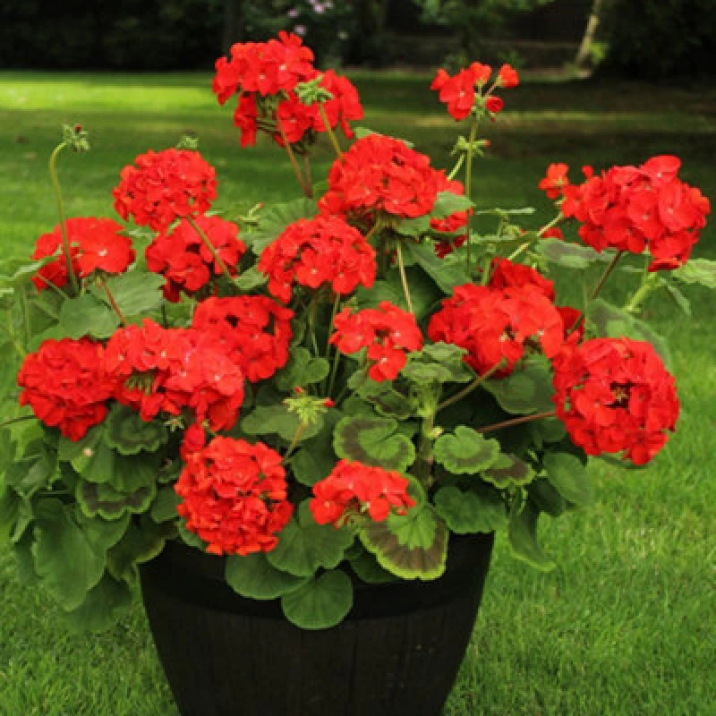 Image of You Garden Geranium Fire Queen Vivid Red Plug X 12