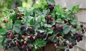 Image of Blackberry Black Cascade 9cm Pot: One