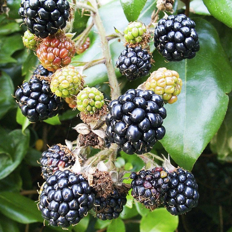 Image of You Garden Blackberry 'Karaka' Black 3L One Colour WHXW6 Unisex
