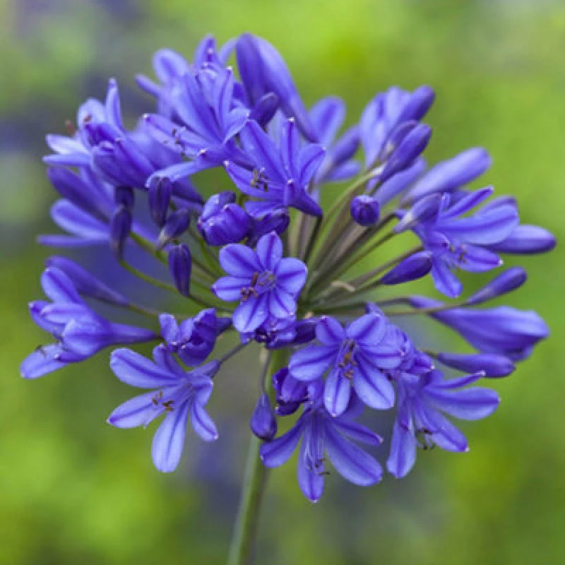 Image of You Garden Agapanthus Africanus Blue (5 Bare Root Plants) One Colour VGWUC Unisex