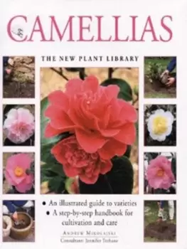Image of Camellias by Andrew Mikolajski