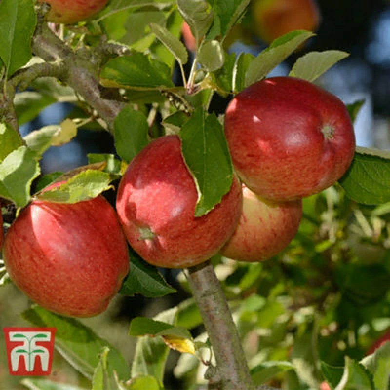 Image of Thompson & Morgan Apple (Malus) Mini Braeburn - Potted Plant X 1 (9Cm Pot)
