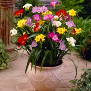 Image of Yougarden Bumper Pack of 100 Heat Treated Freesia Corms