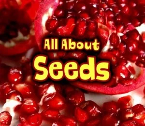 Image of All about Seeds by Claire Throp Book