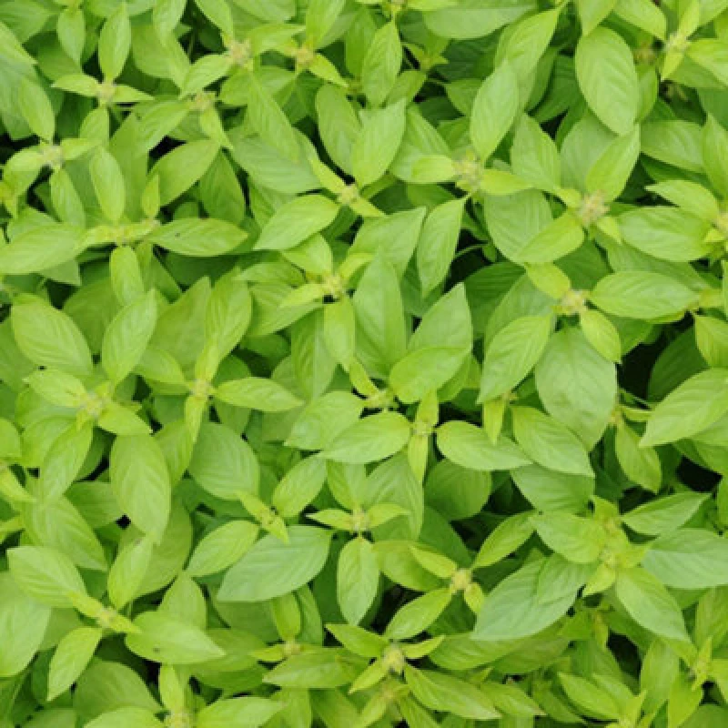 Image of Thompson & Morgan Herb Basil Lemonade 1 Seed Packet