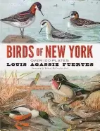 Image of birds of new york over 100 plates