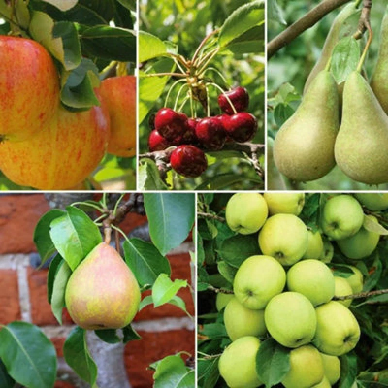 Image of Thompson & Morgan Patio Fruit Tree Collection 9Cm Potted Plant X 5
