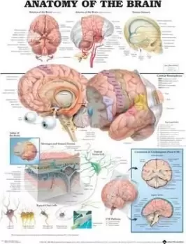 Image of Anatomy of the Brain Anatomical Chart by Anatomical Chart Company