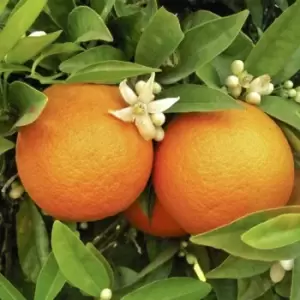 Image of YouGarden Large Orange Tree in 6.5L Pot