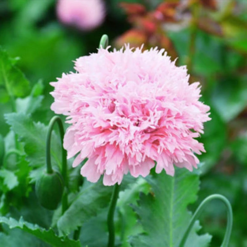 Image of Thompson & Morgan Mr. Men Little Miss Poppy Lilac Pom Pom Easy Grow Fluffy Pink Poppy Seeds - 225 Seeds