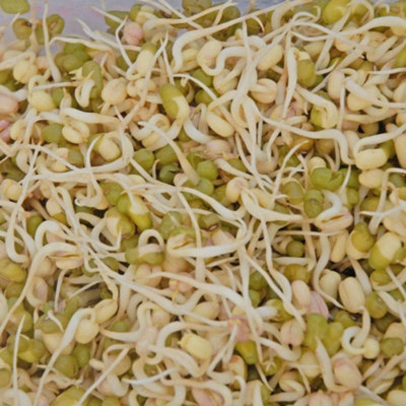 Image of Thompson & Morgan Mung Bean Sprouting Seeds - Quick Germinating Nutty Flavor Rich In Vitamins