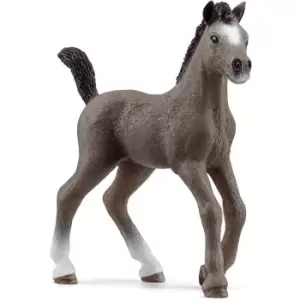 Image of Cheval De Selle Francais Foal