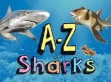 Image of A-Z of Sharks : The alphabet of the shark world, from Angel Shark to Zebra Shark