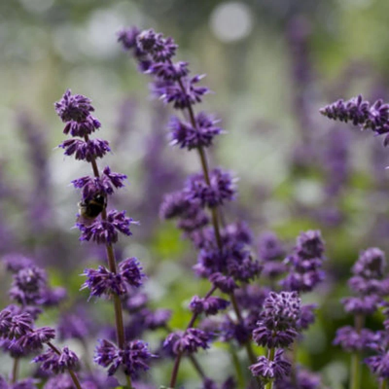 Image of Thompson & Morgan Salvia Verticillata Purple Rain 9Cm Potted Plant X 1