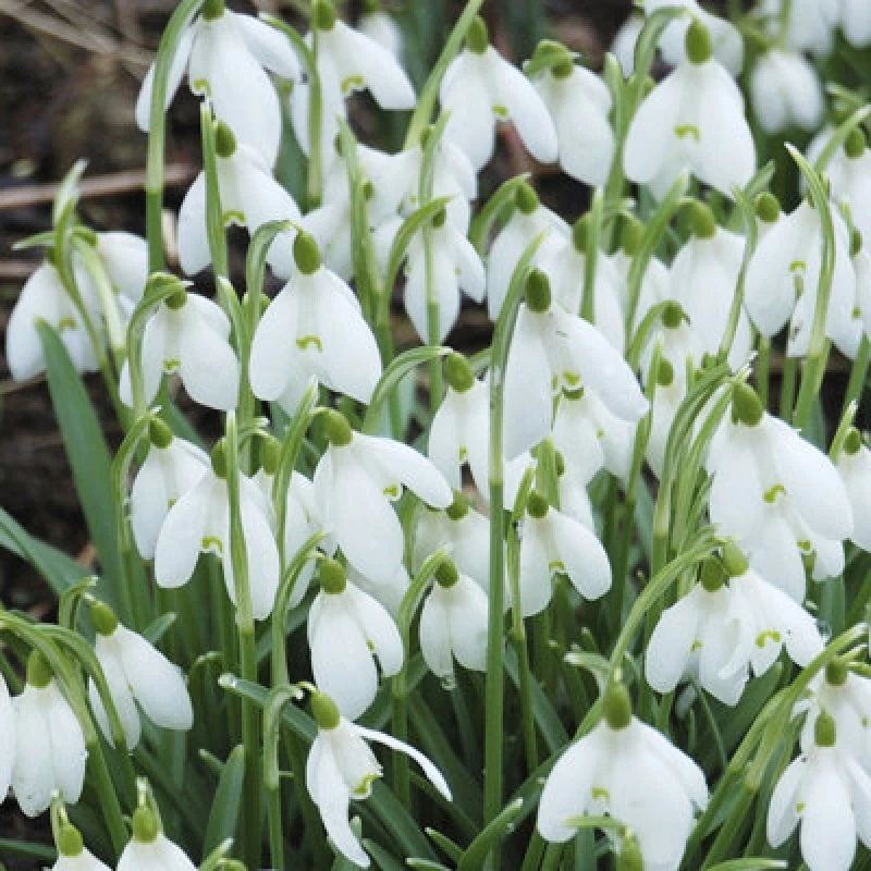 Image of Yougarden Wdrops (single Flowered) X 50 Bulbs 630009