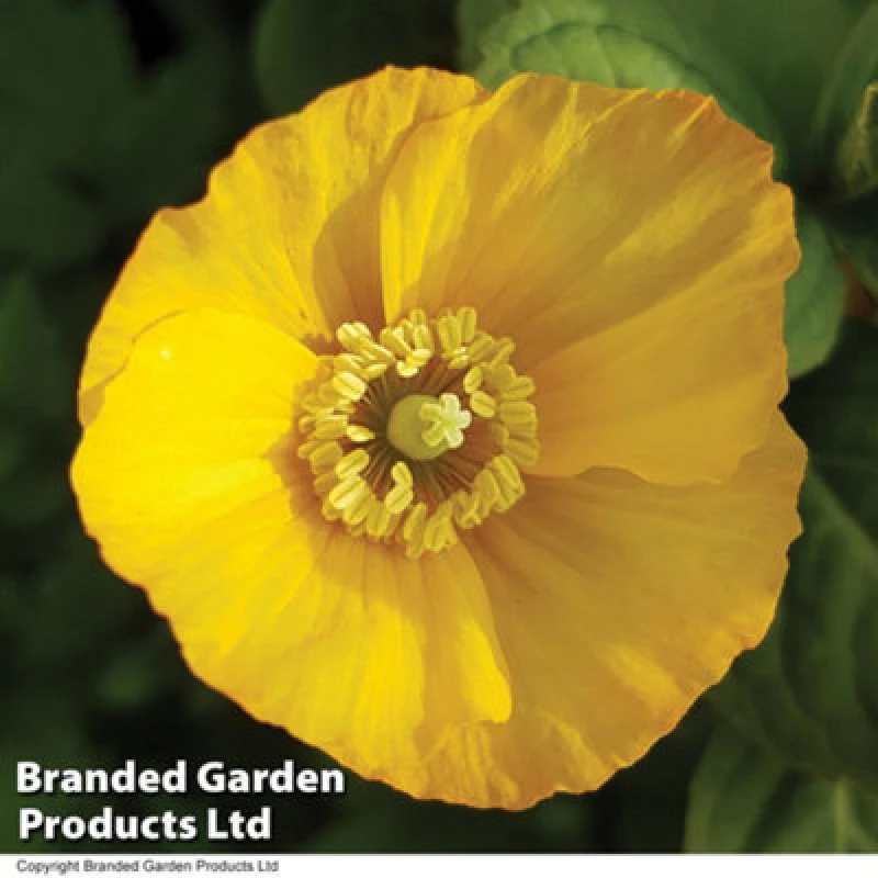 Image of Thompson & Morgan Papaver Mongolia 1 Seed Packet (30 Seeds)