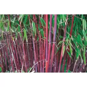 Image of Thompson & Morgan Thompson and Morgan Red Bamboo Asian Wonder 9cm Pot x 1