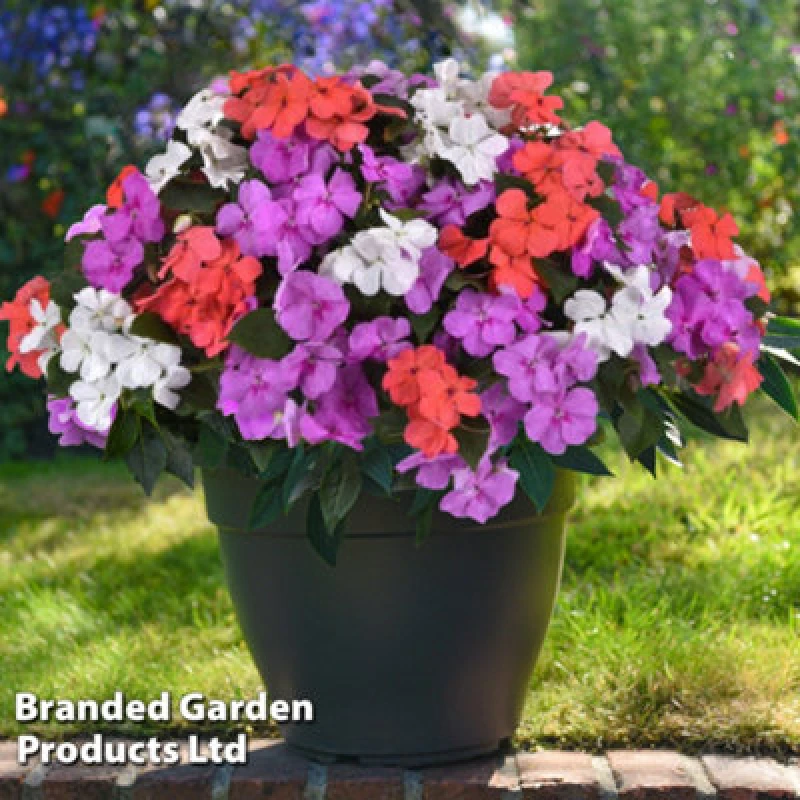 Image of Thompson & Morgan Busy Lizzie Impatiens Pearl Island 24 Plug Plants - Summer Colour, Ideal For Patio Containers
