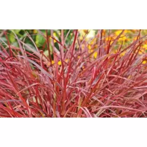 Image of Thompson & Morgan Thompson and Morgan Pennisetum Fountain Grass 'Fireworks' 9cm Pot x 2